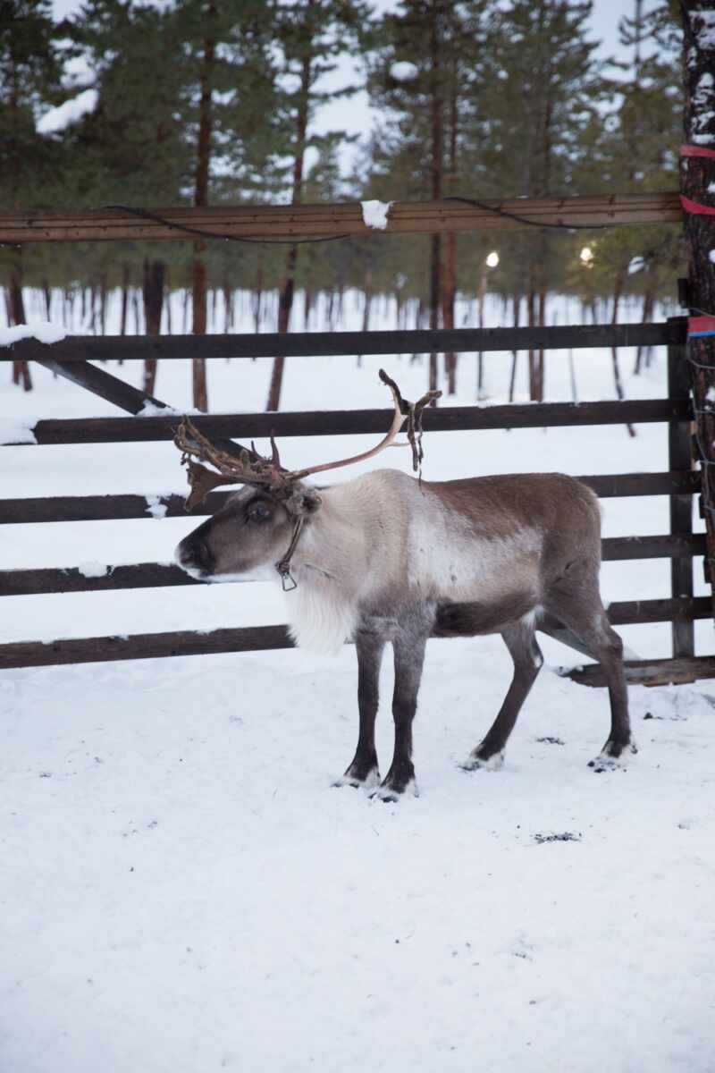 Reindeer and Saunas in Sweden -9