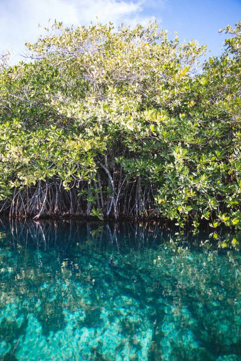 Casa Cenote, Tulum -16
