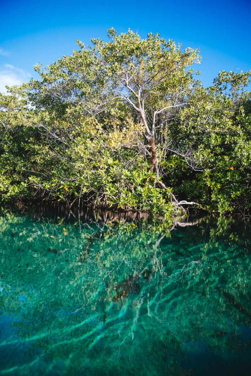 Casa Cenote, Tulum -8