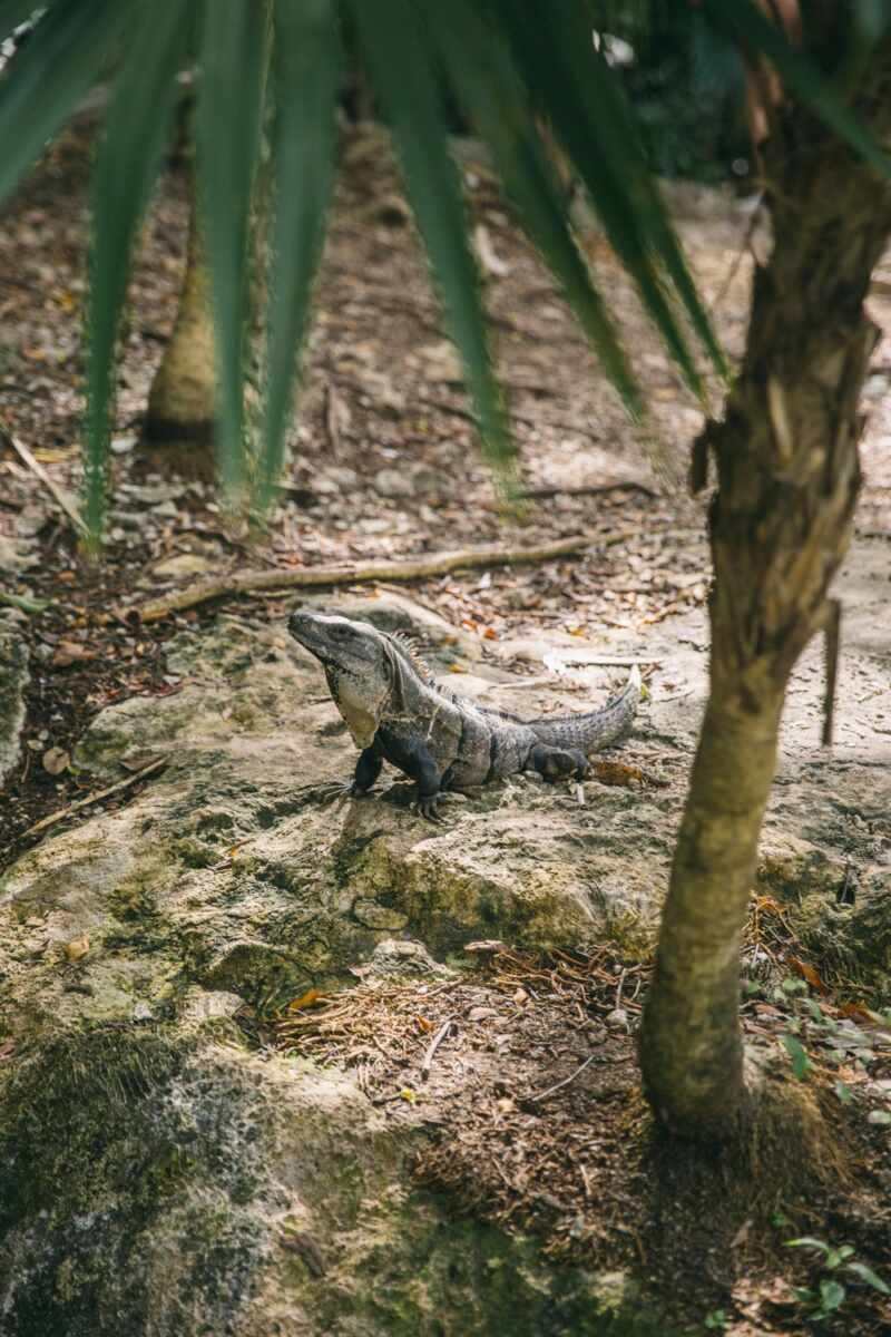 Esencia Tulum-38