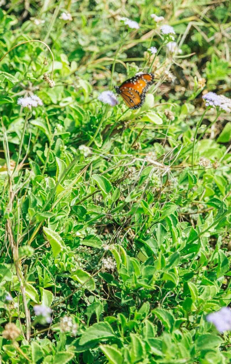 Tulum ruins-50