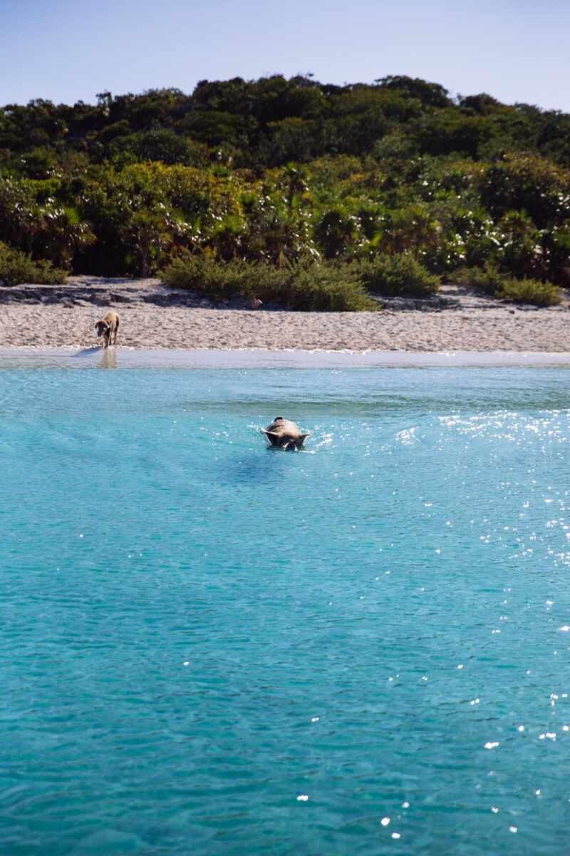 Swimming Pigs - Bahamas-1