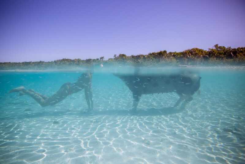 Swimming Pigs - Bahamas-10