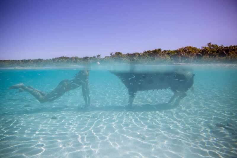 Swimming Pigs - Bahamas-10