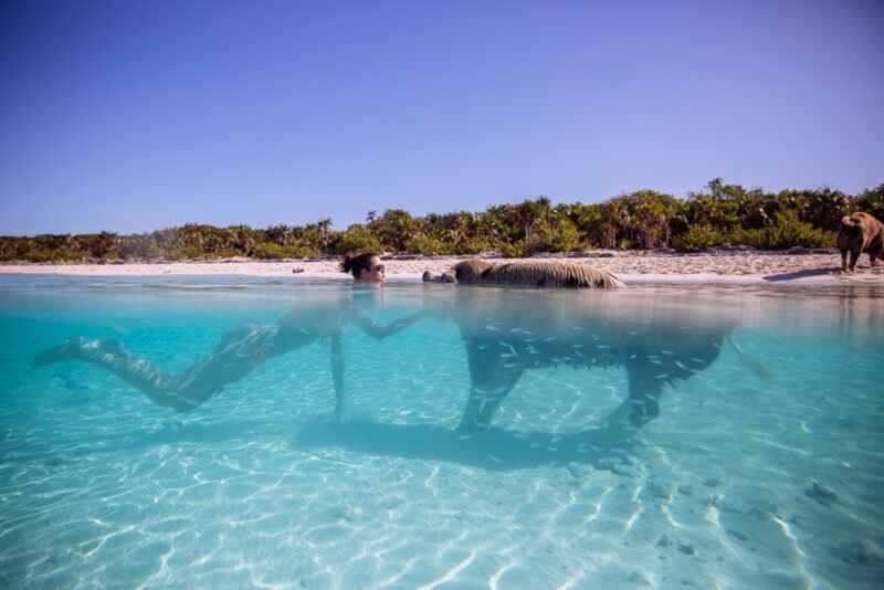 Swimming Pigs - Bahamas-11