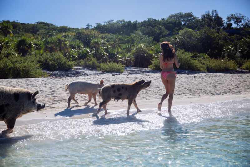 Swimming Pigs - Bahamas-13