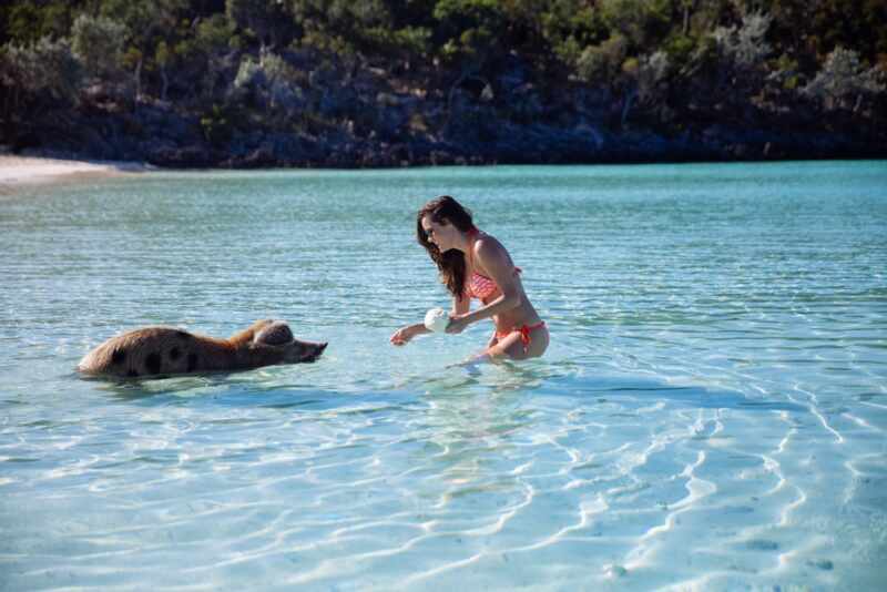 Swimming Pigs - Bahamas-14