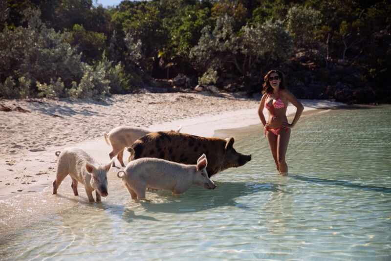 Swimming Pigs - Bahamas-19