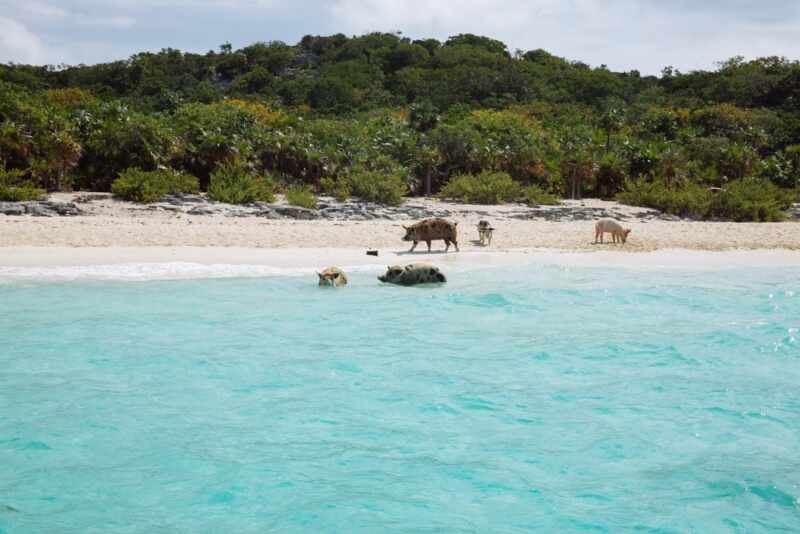 Swimming Pigs - Bahamas-20