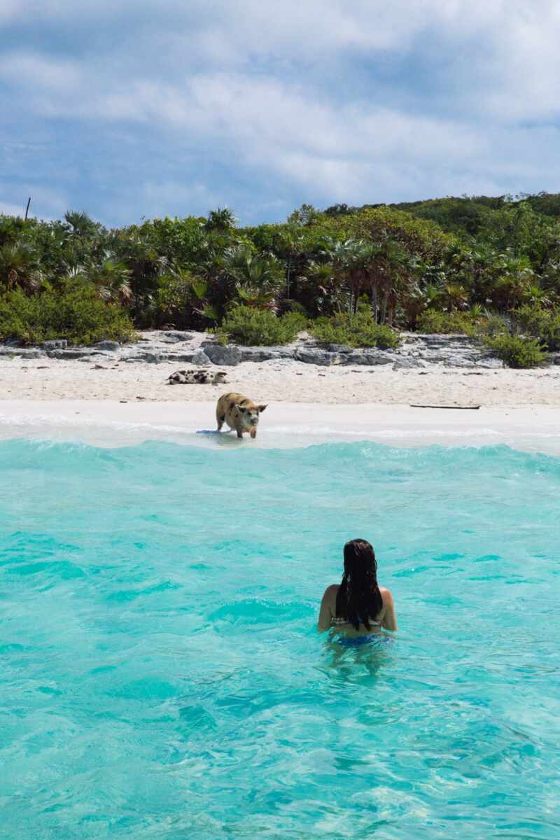 Swimming Pigs - Bahamas-22