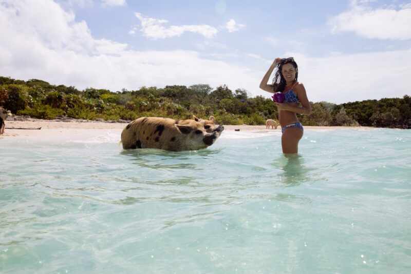 Swimming Pigs - Bahamas-25