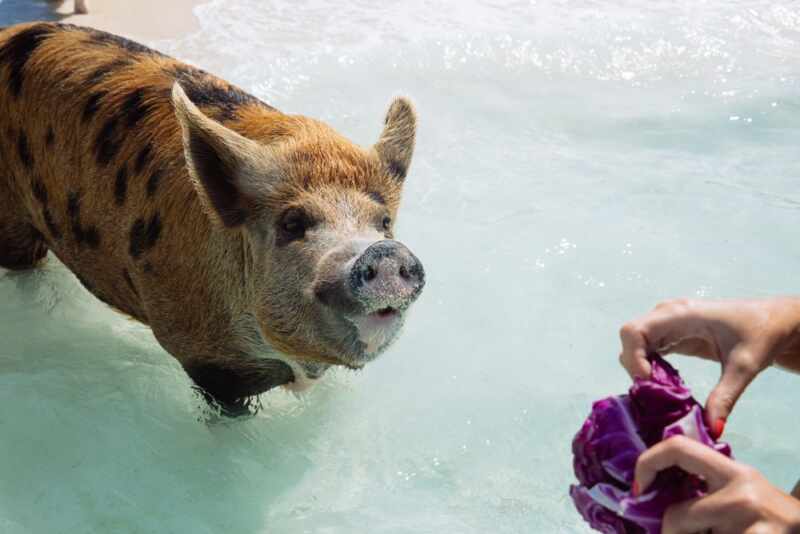 Swimming Pigs - Bahamas-26