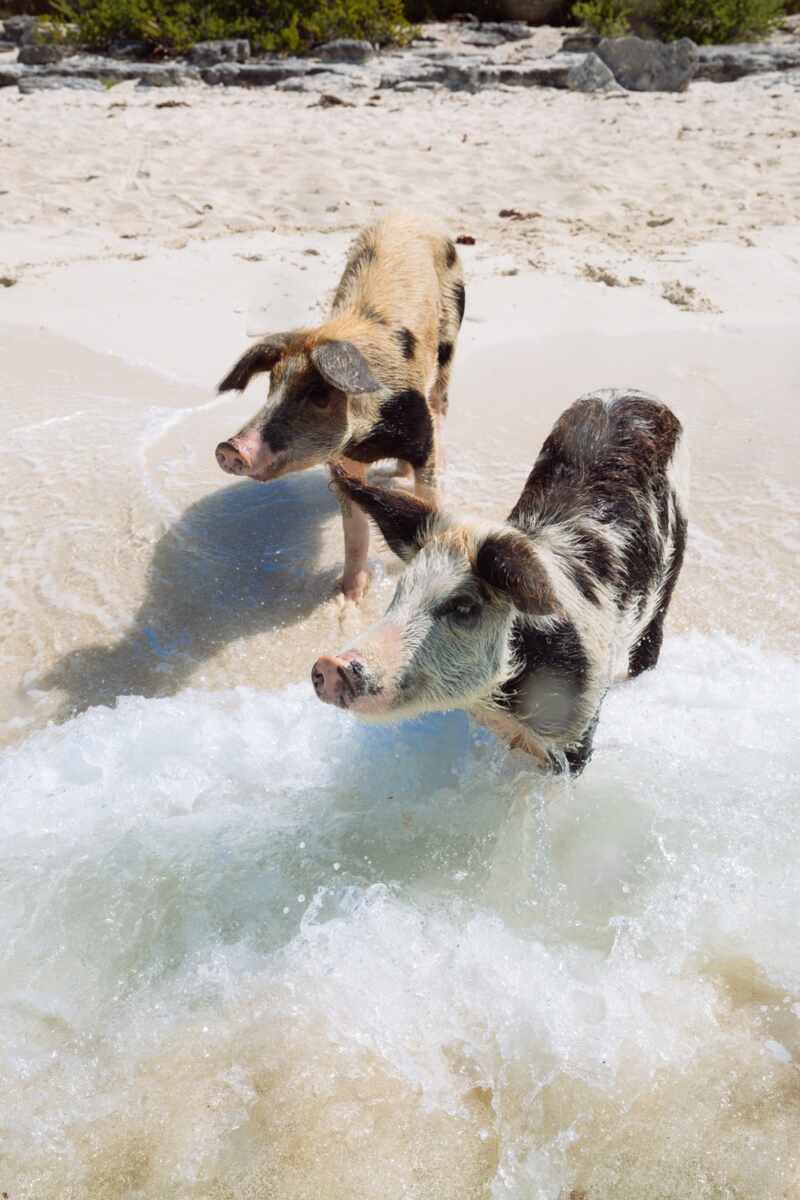 Swimming Pigs - Bahamas-27