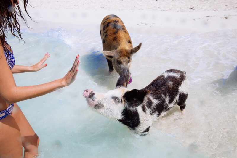 Swimming Pigs - Bahamas-28