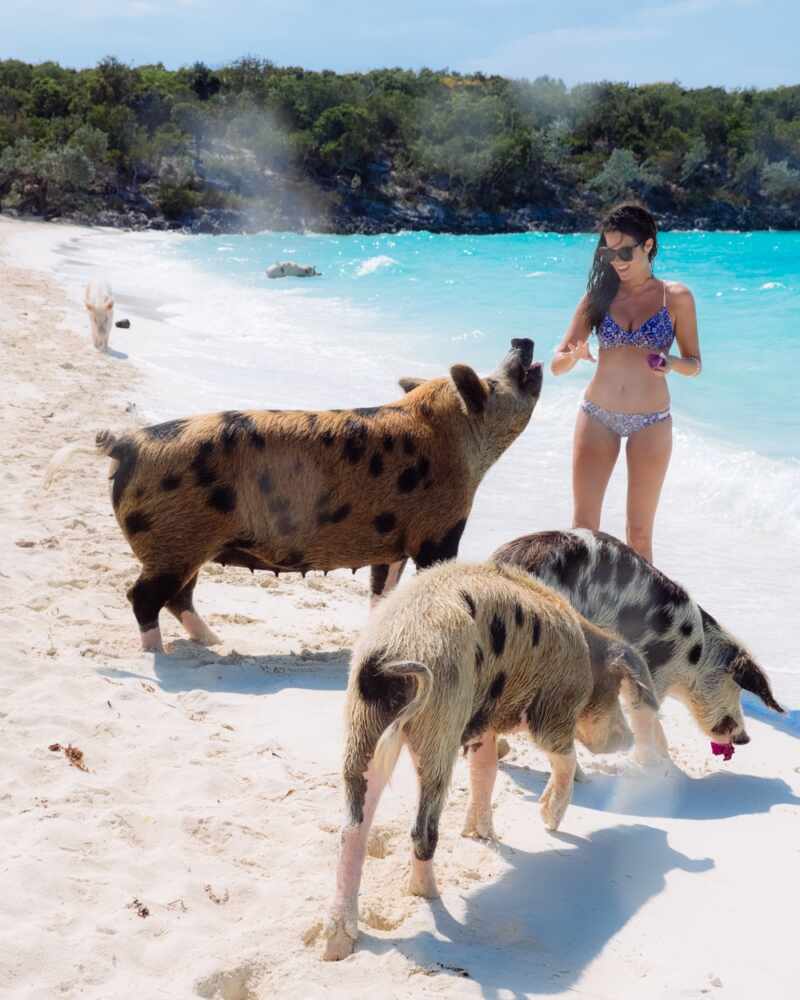 Swimming Pigs - Bahamas-29