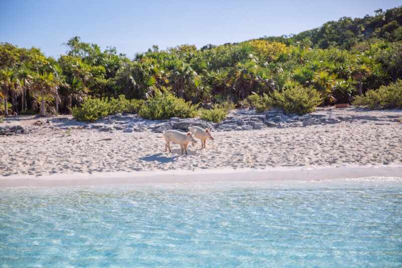 Swimming Pigs - Bahamas-4