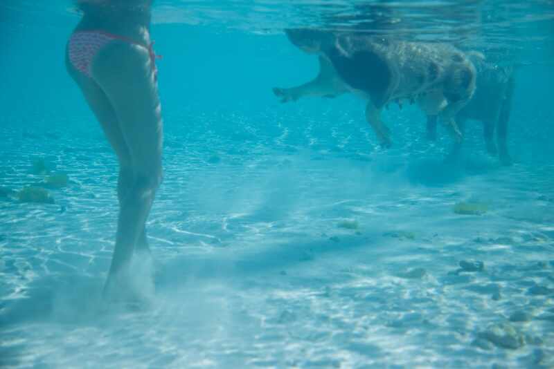 Swimming Pigs - Bahamas-5