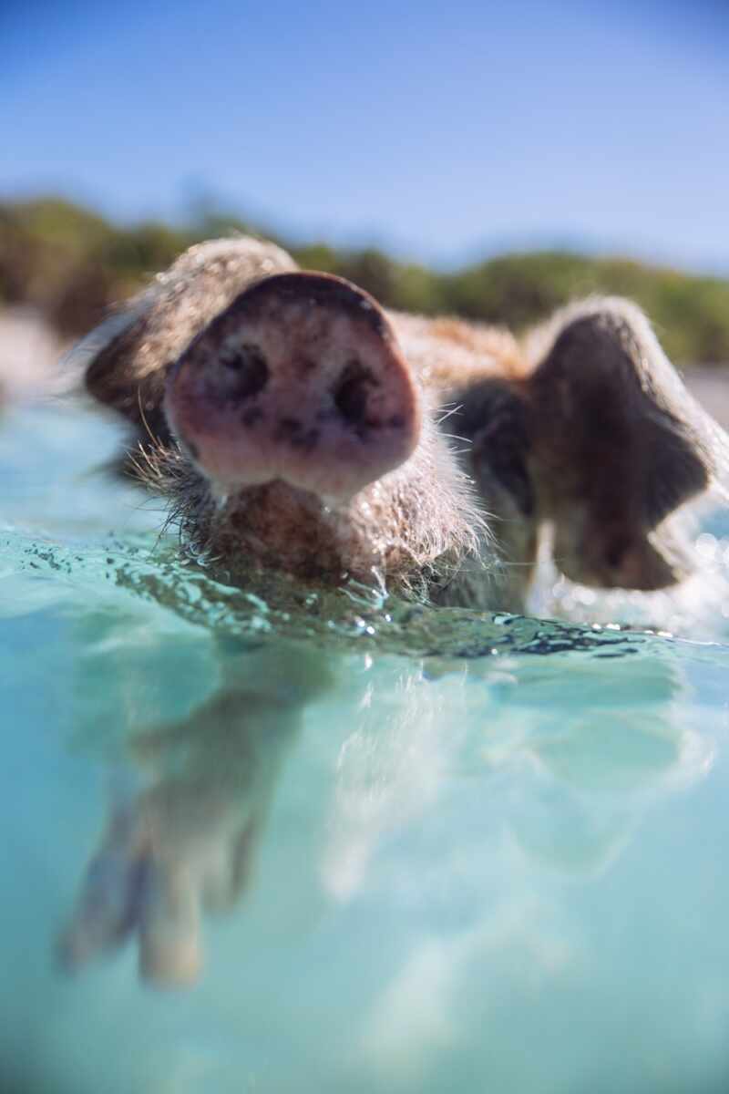 Swimming Pigs - Bahamas-6