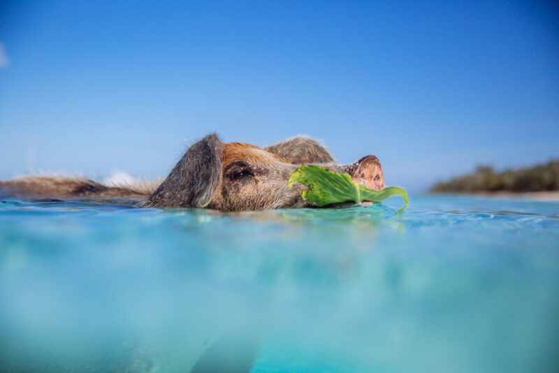 Swimming Pigs - Bahamas-7