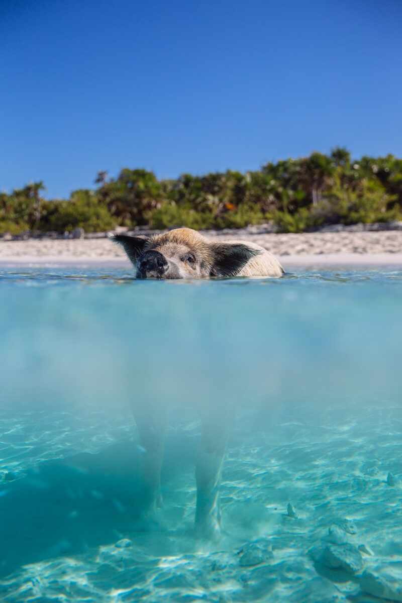 Swimming Pigs - Bahamas-8