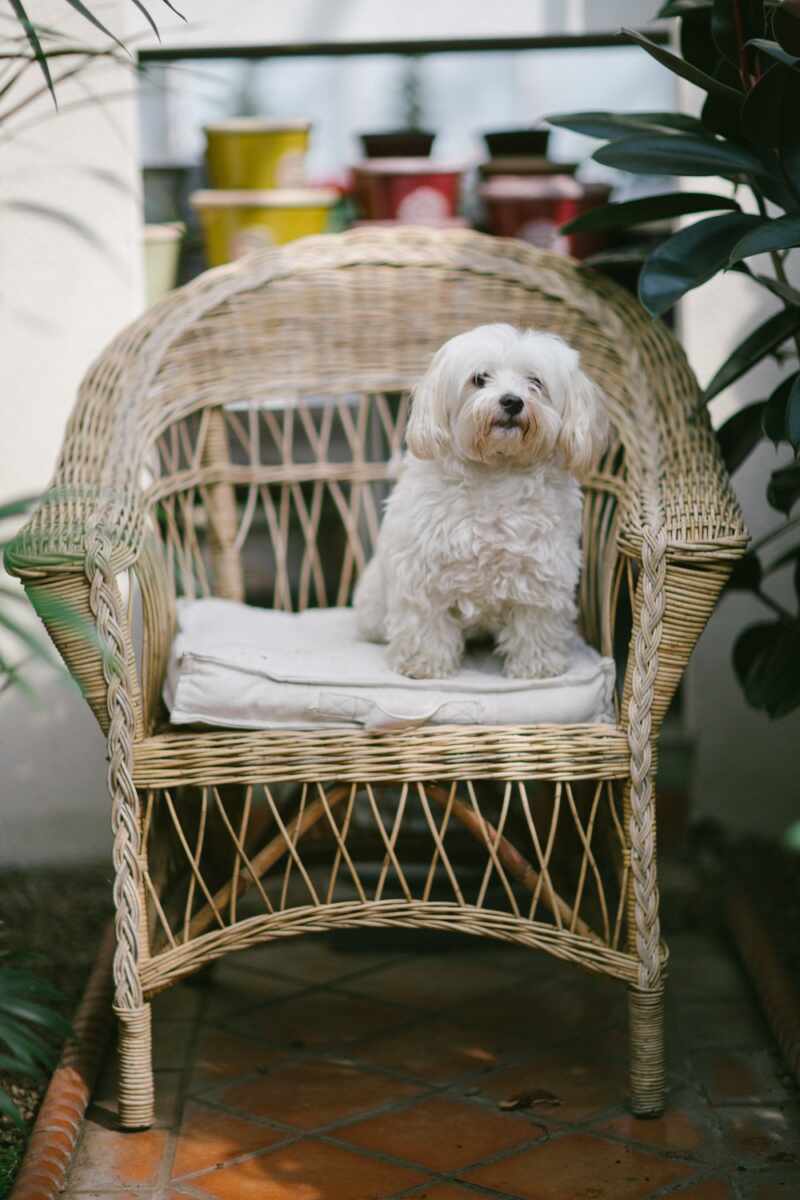 Mr Custard in the greenhouse