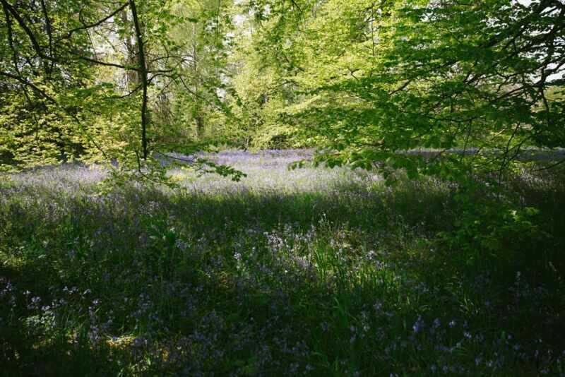 Londons Bluebell Woods -1