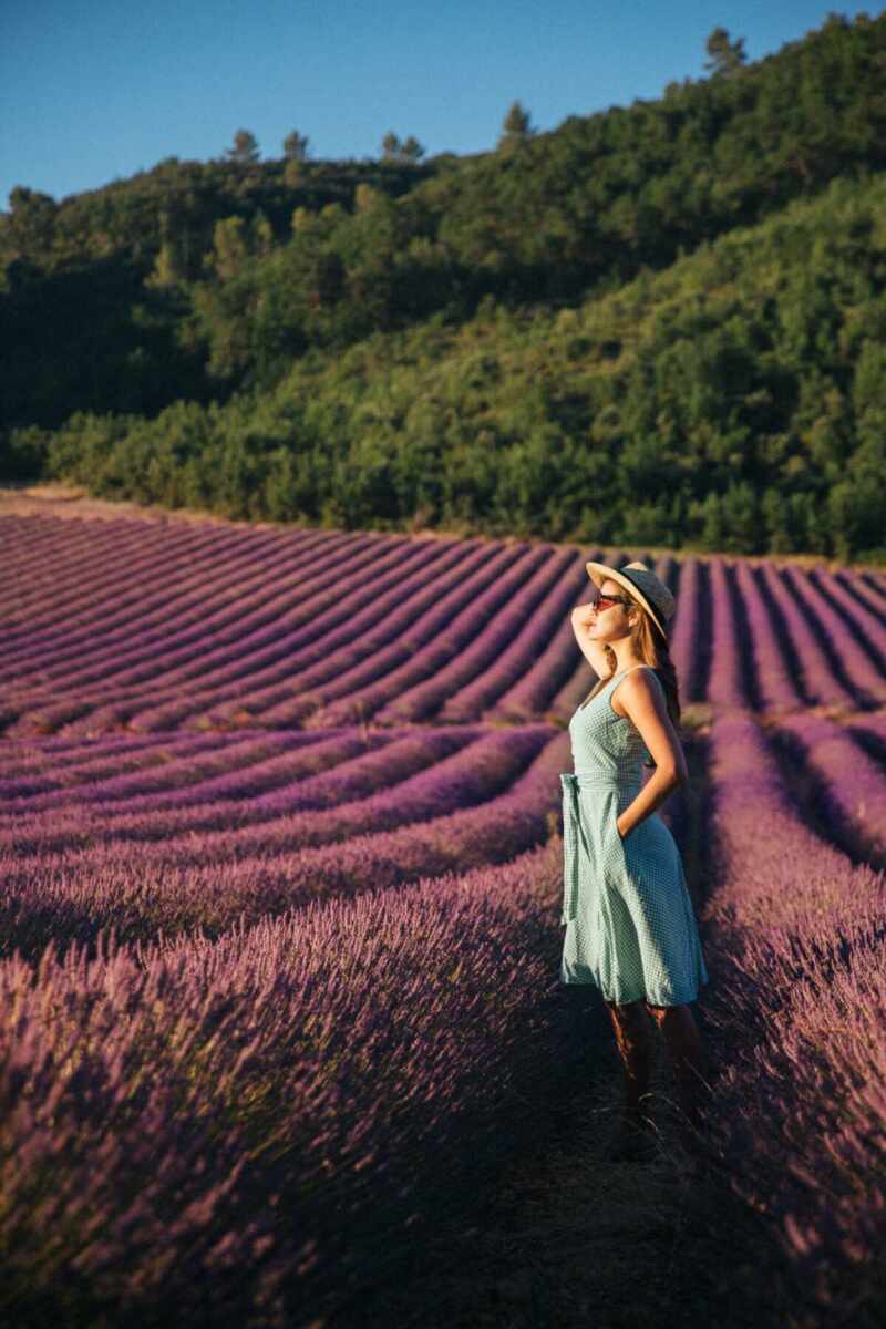 Lavender in Provence-1