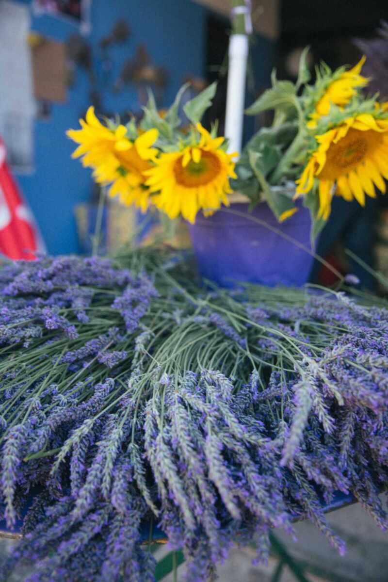 Lavender in Provence-11