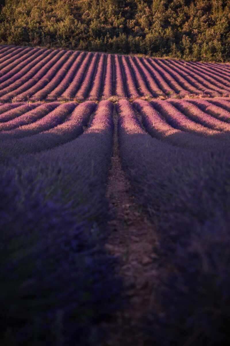 Lavender in Provence-2