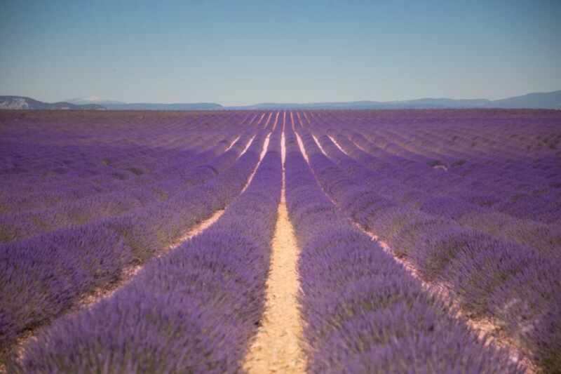 Lavender in Provence-25