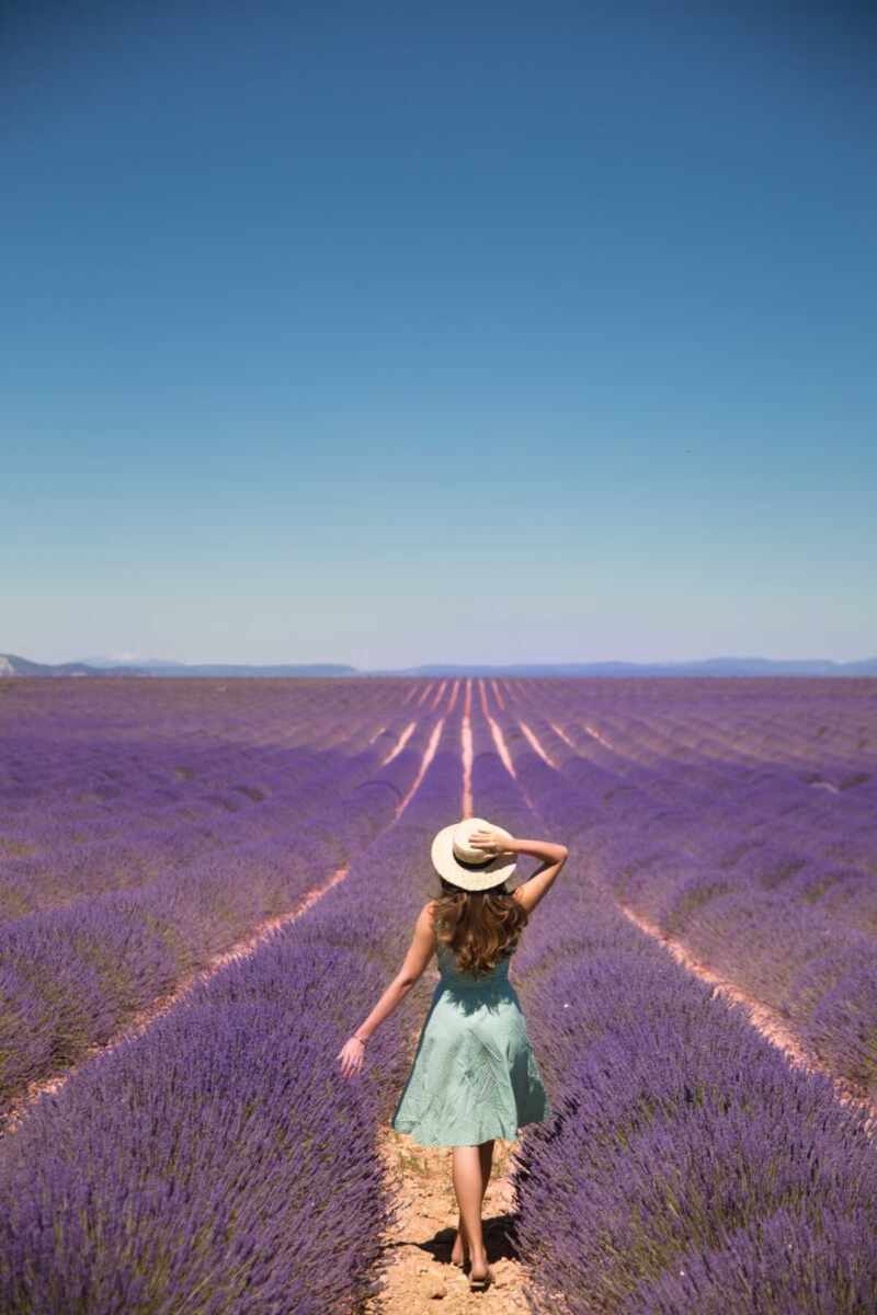 Lavender in Provence-26