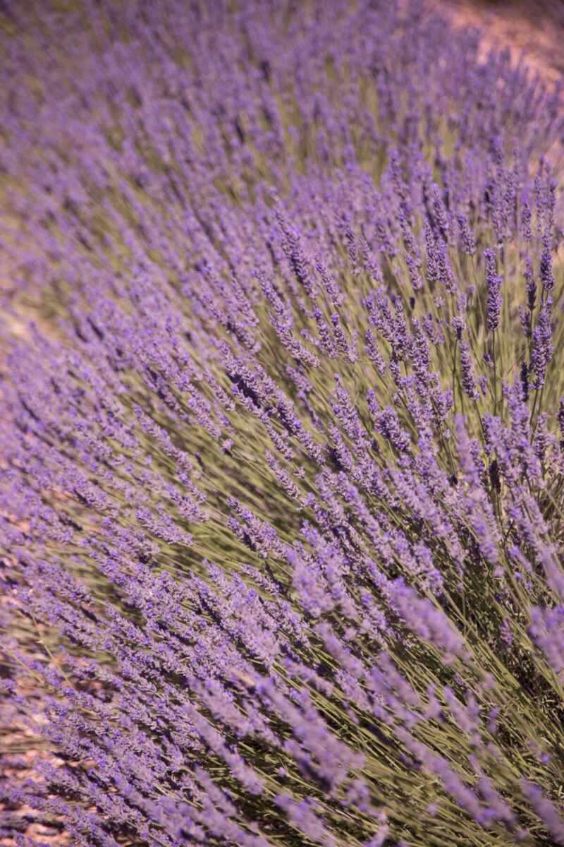 Lavender in Provence-27