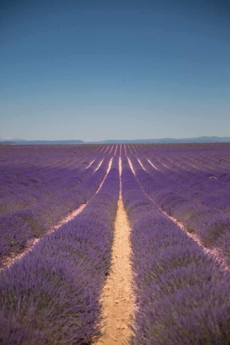 Lavender in Provence-28