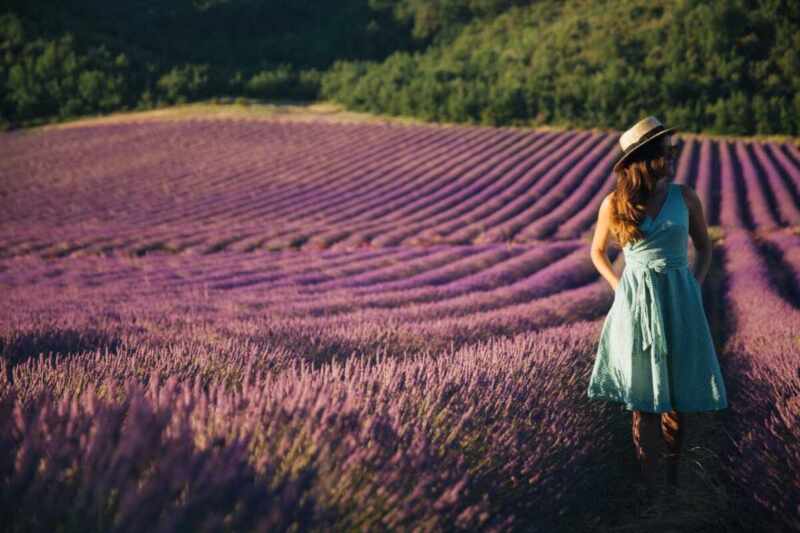 Lavender in Provence-3