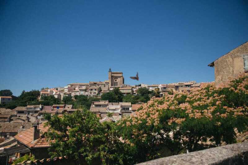 Lavender in Provence-4