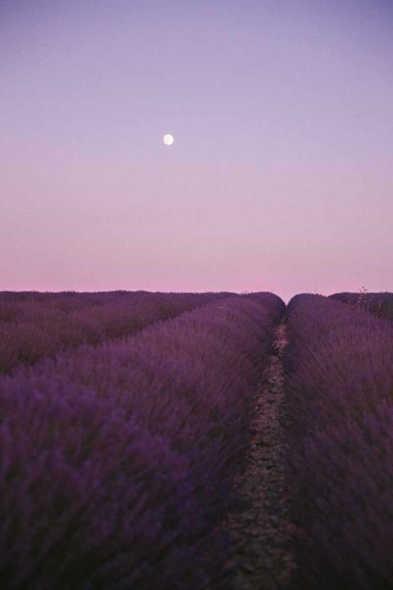 Lavender moon