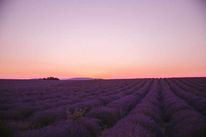 Sunset Lavender in Provence-22