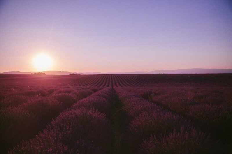 Sunset Lavender in Provence 