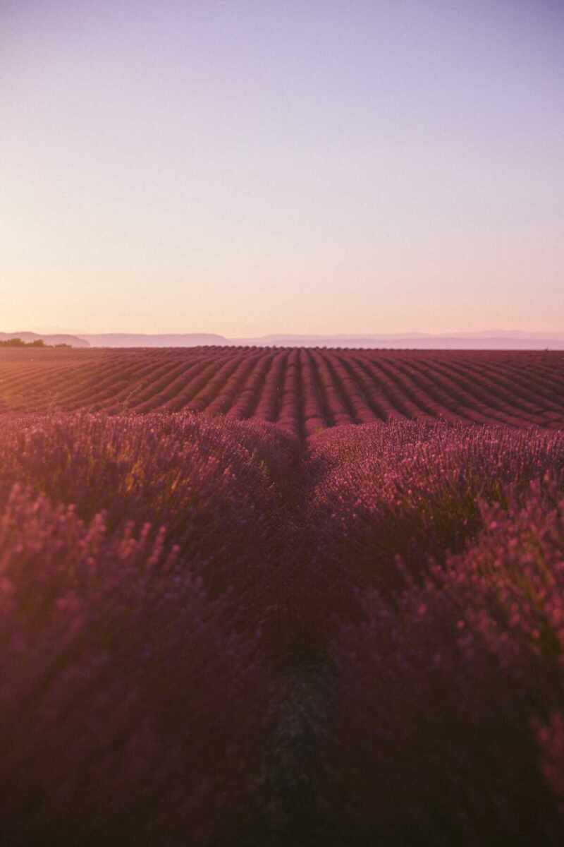 Sunset Lavender in Provence-4