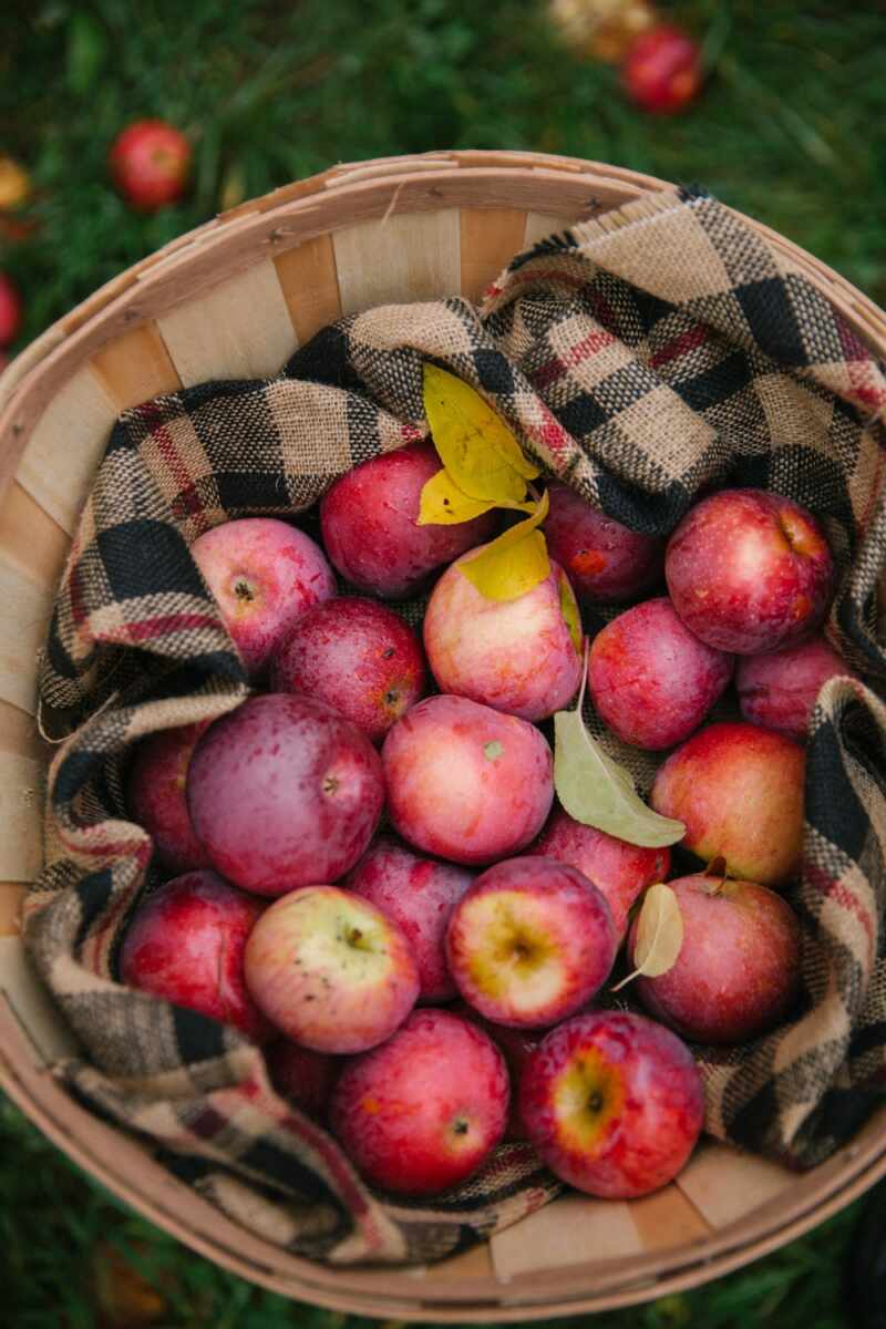 Bushel