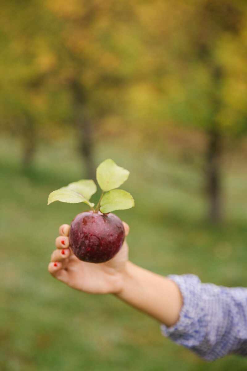 apple-picking-new-england-18