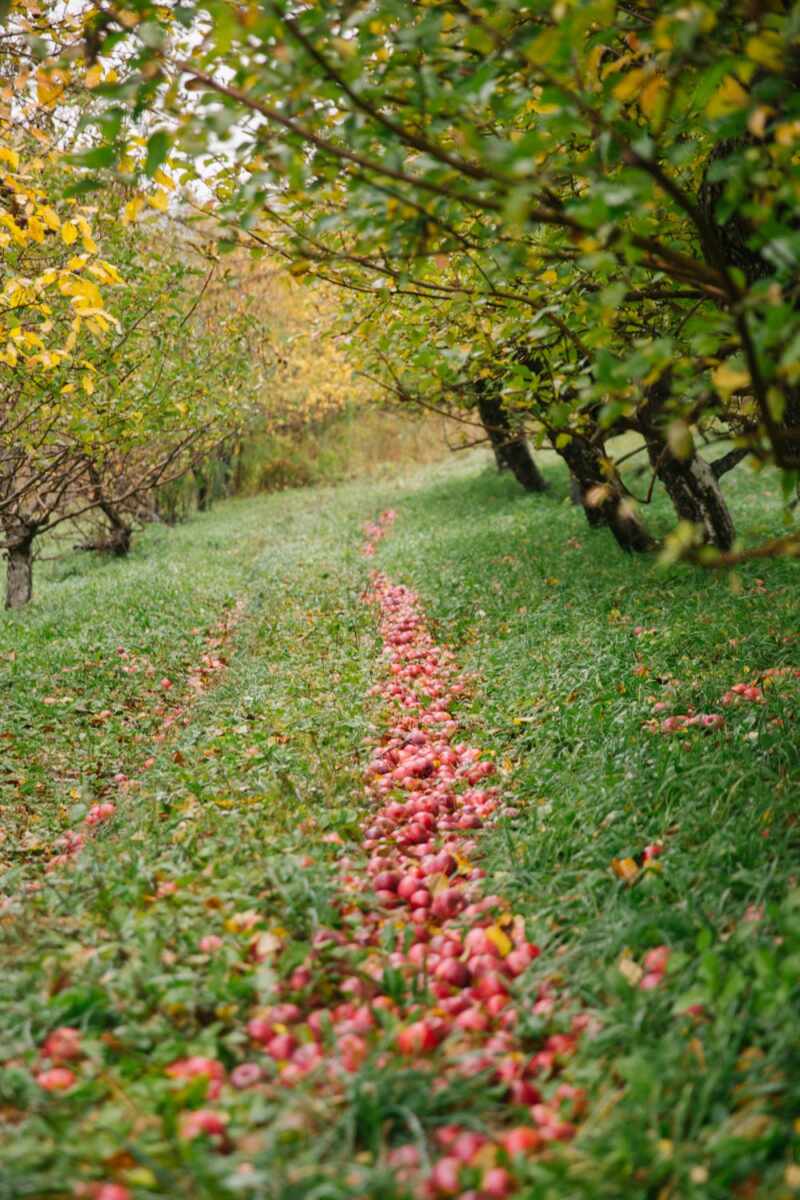 Apples for miles