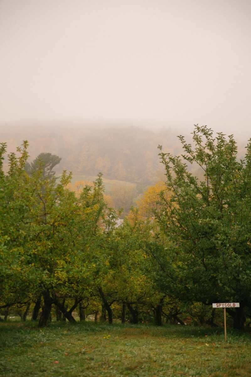 Misty orchard, Vermont