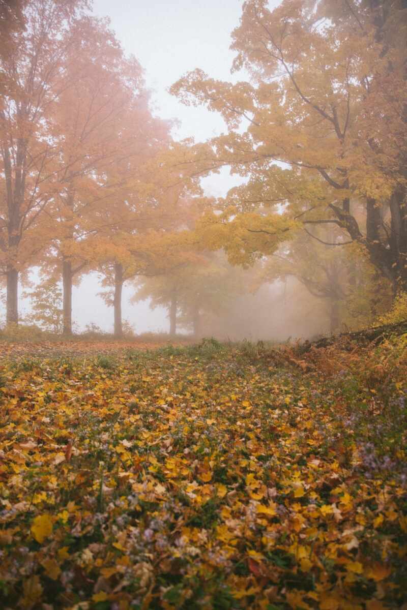 Misty walk in the fall foliage