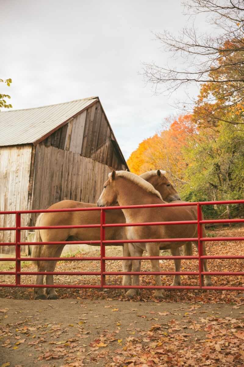 Horses in the autumn leave in Vermont