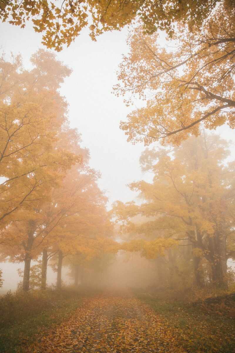 Autumn Fog in Vermont