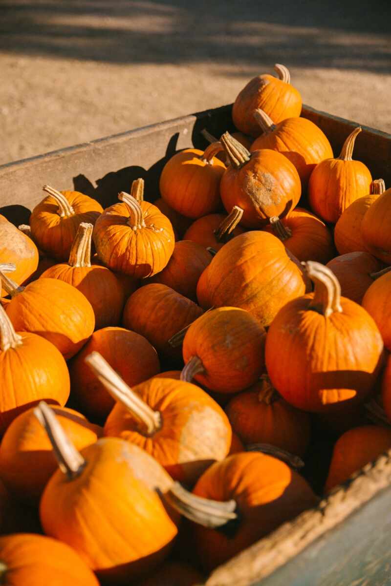 Cute Pumpkins!