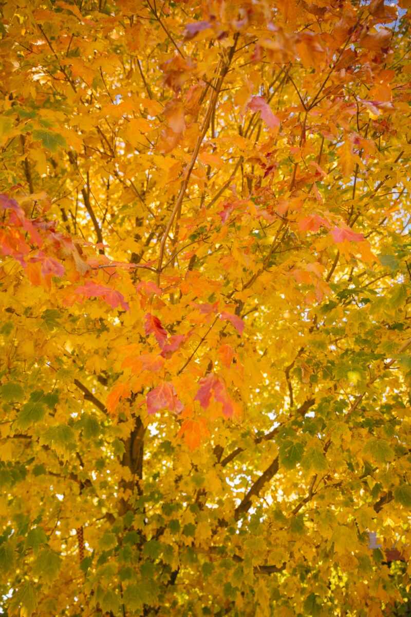 new-england-fall-34