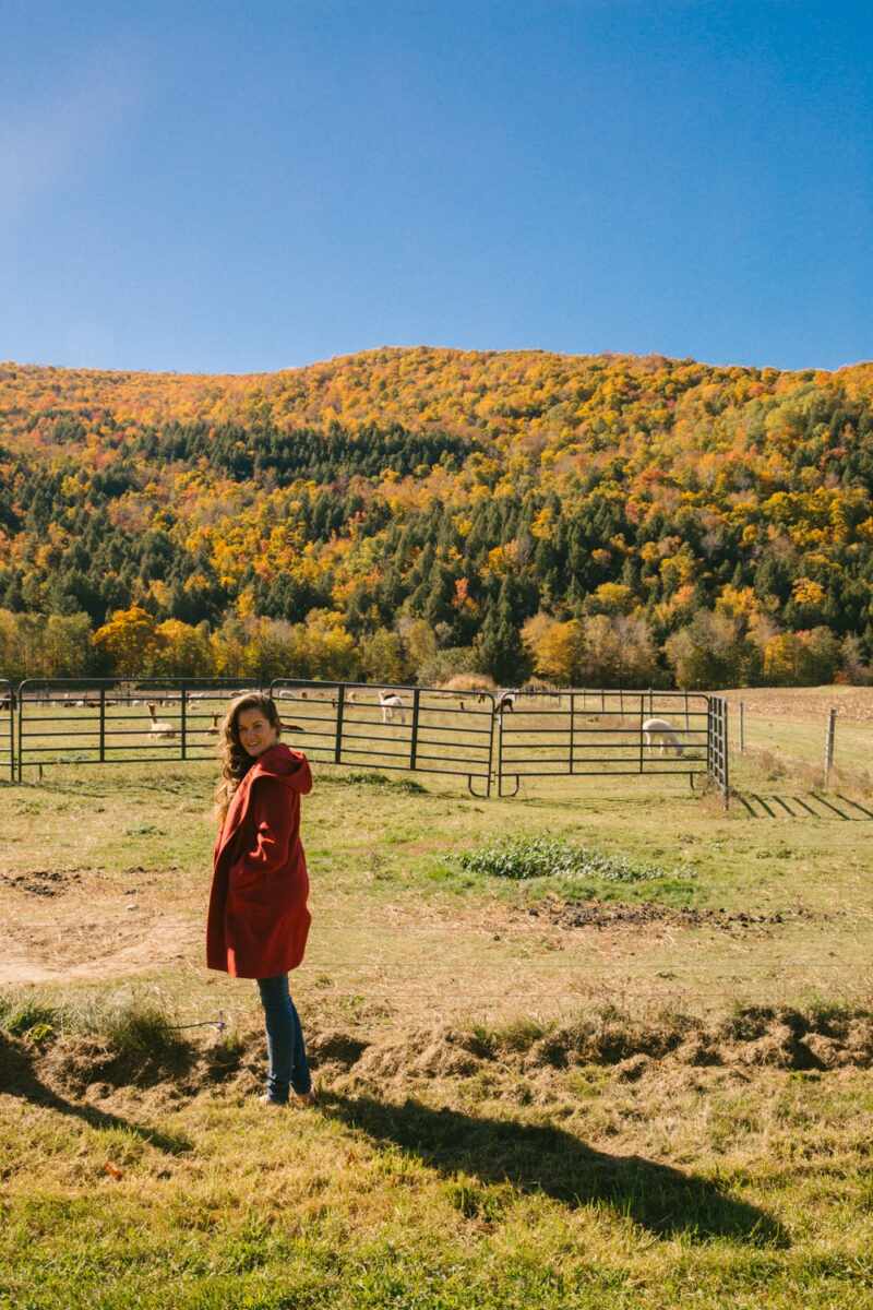 Alpaca Farm in the Fall