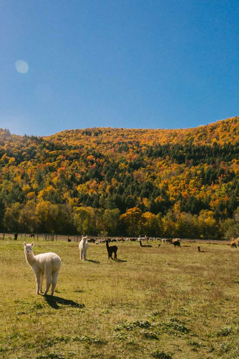 new-england-fall-5